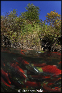 Wading through the beautiful red mass. by Robert Polo 